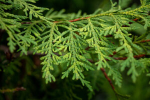 Nice green Thuja branch with leaves close up macro nature