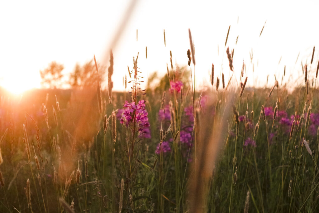 Purple flowers stand in a green field while the sun sets.