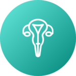 uterus