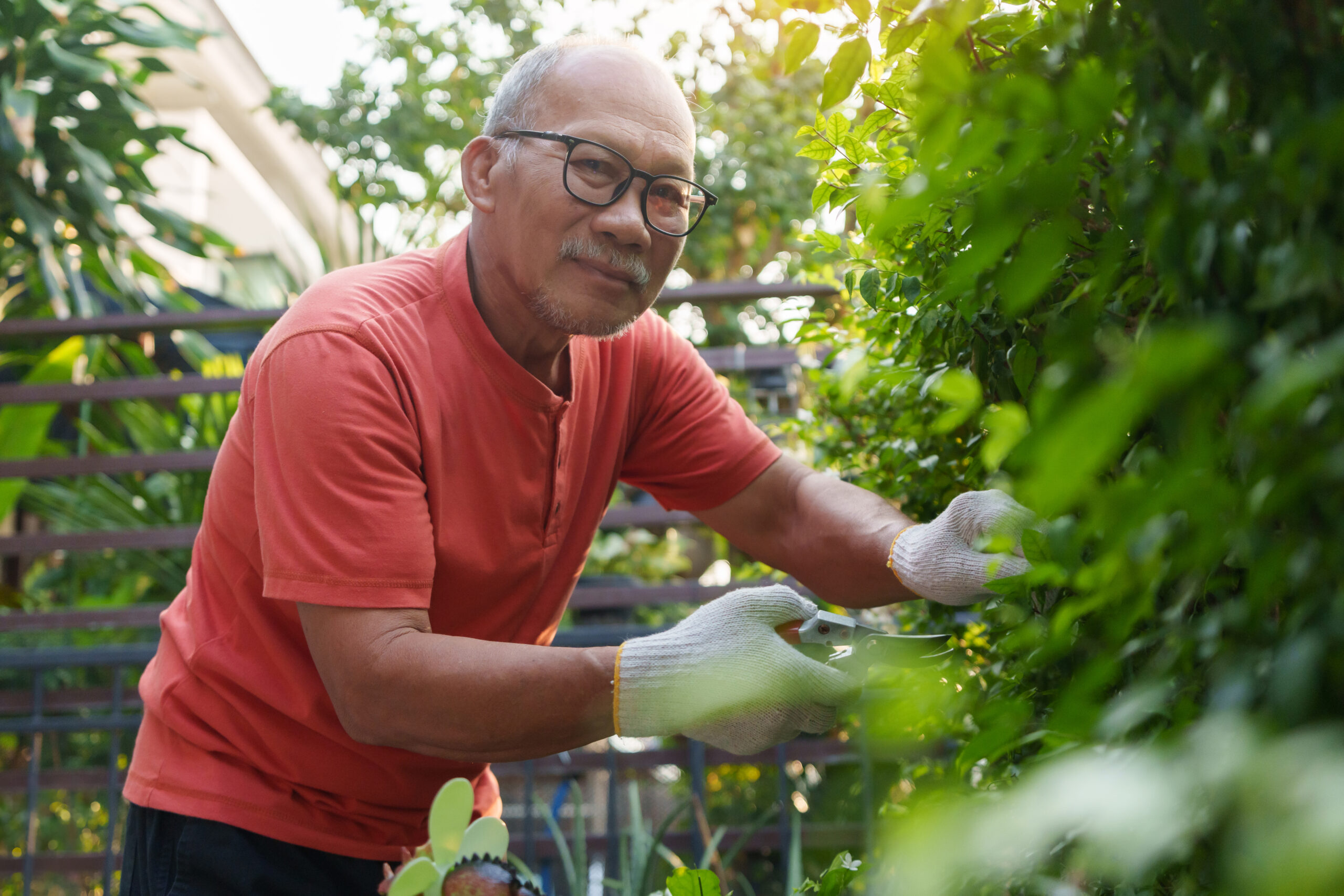 Portrait d’un homme asiatique âgé portant des lunettes et des gants, taillant une haie dans un jardin avec un taille-haie, montrant sa concentration et son dévouement au jardinage.